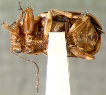 Media type: image; Entomology 8795   Aspect: habitus ventral view